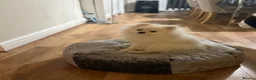 Pomeranian dogs for sale: Snowy boy  - Advert 6