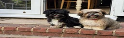 Lhasa Apso dogs for sale: 2 KC reg Lhasa Apsos aged 8 months in Fleet - Advert 4