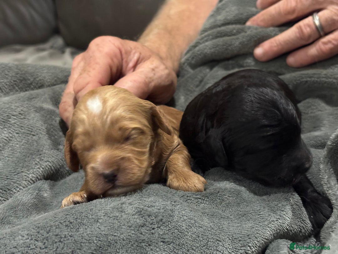 Cockapoo dogs for sale: TOY Cockapoo/ SHOW type F1 / License - Image 9