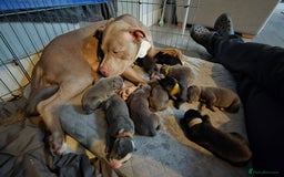 Mixed Breed dogs for sale: 12 beautiful puppies - Image 19