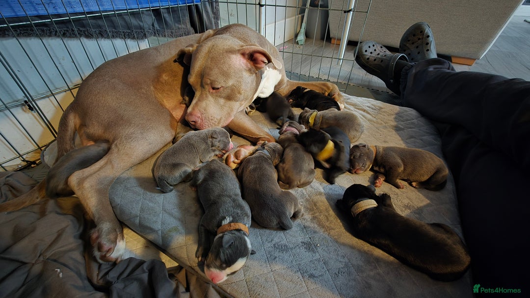 Mixed Breed dogs for sale: 12 beautiful puppies - Image 19