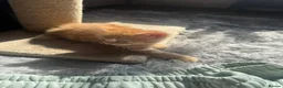 Mixed Breed cats for sale: 🐱 Beautiful calico Mixed Kittens - Advert 10