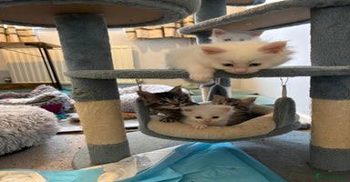 Maine Coon cats - Advert 2