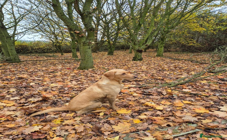 Labrador Retriever dogs - Advert 1