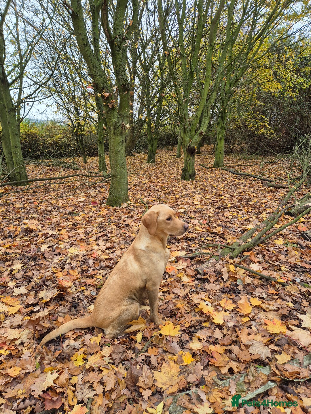 Labrador Retriever dogs for sale: Beautiful KC labradors.Trial champion bloodline.  - Advert 1