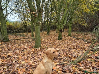 Labrador Retriever dogs Beautiful KC labradors.Trial champion bloodline. - Advert 11