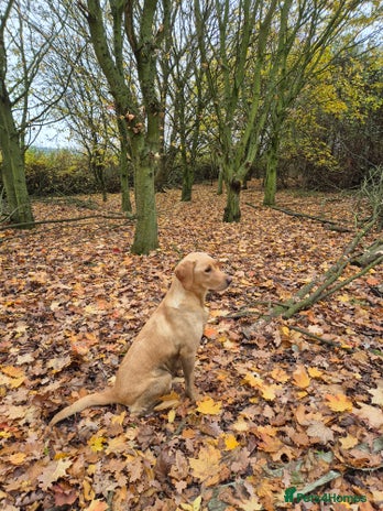 Labrador Retriever dogs - Advert 1