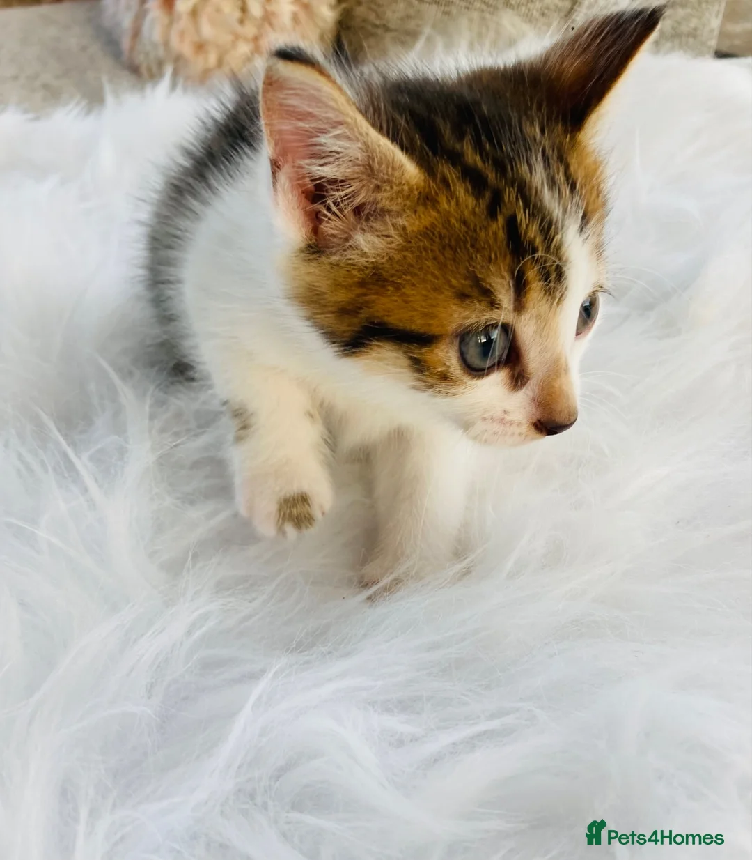 Mixed Breed cats for sale: Turkish Angora mix kittens - Advert 5