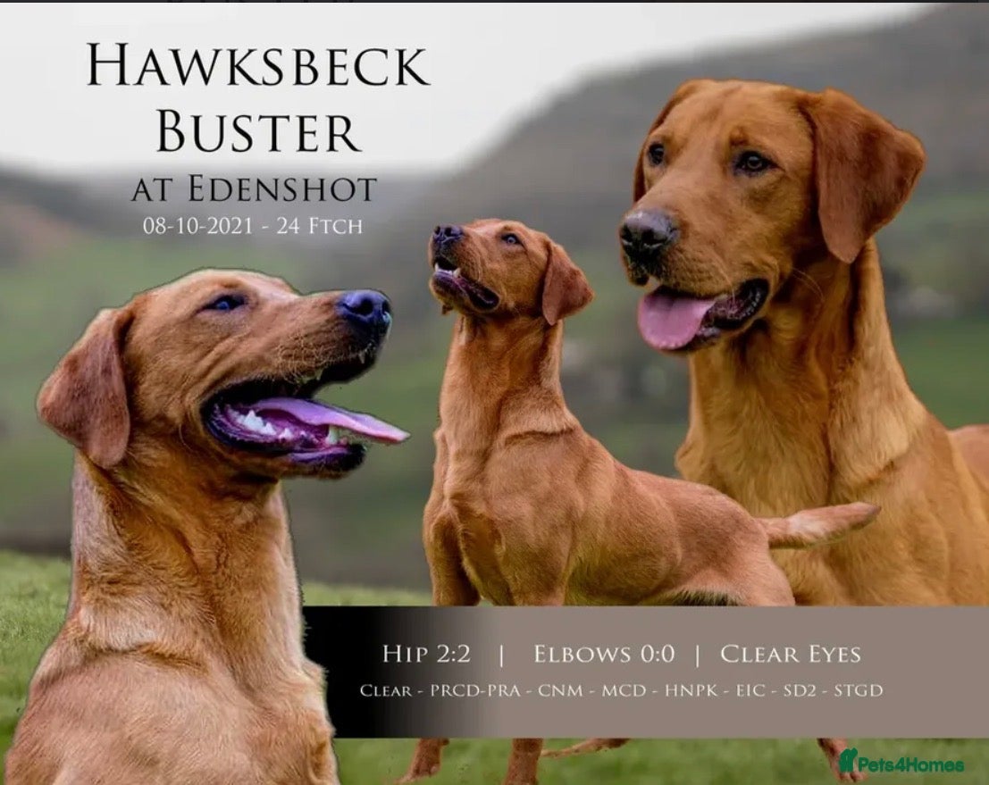 Labrador Retriever dogs Fiorella Fantastica's Fox Red Puppies - Advert 2