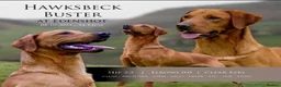 Labrador Retriever dogs for sale: Male Fox Red Puppies  - Advert 13