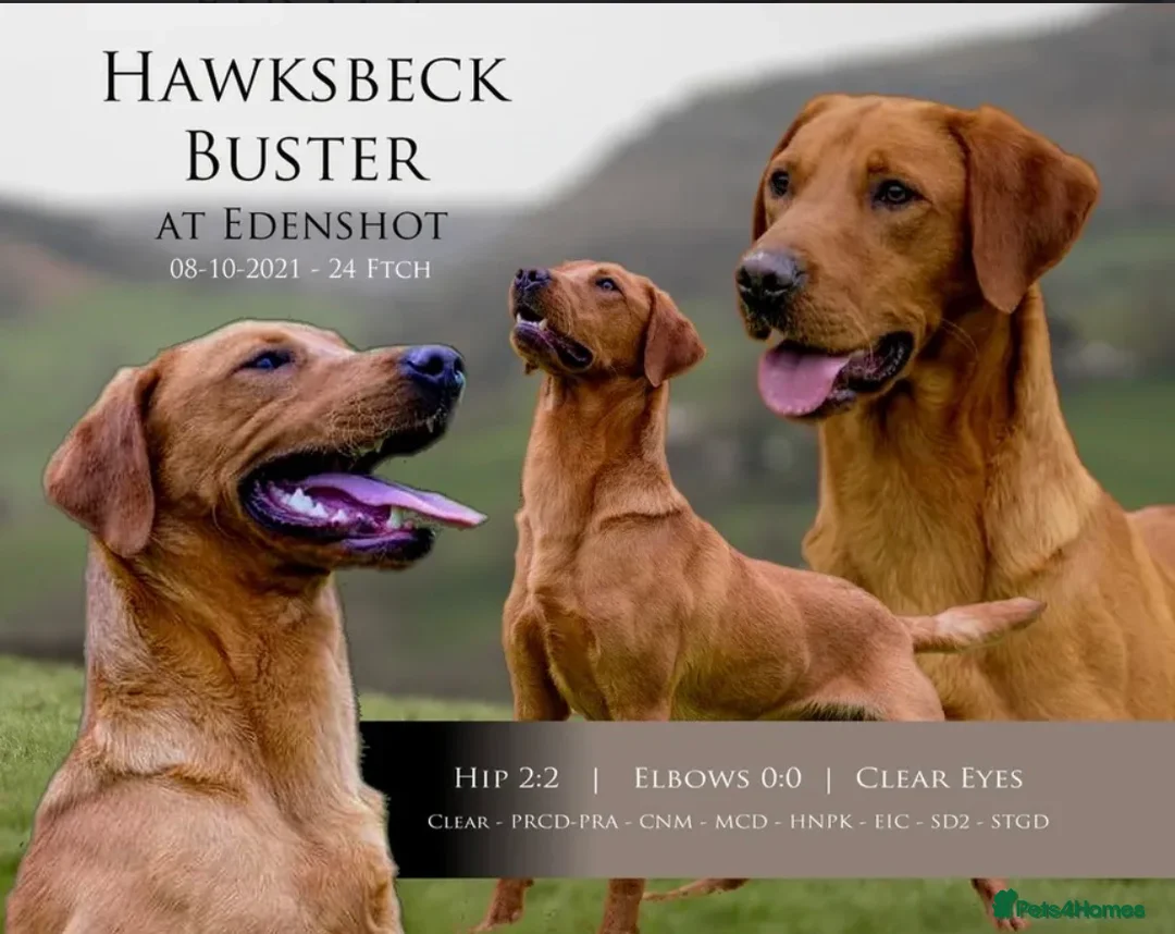 Labrador Retriever dogs for sale: Male Fox Red Puppies  - Advert 13