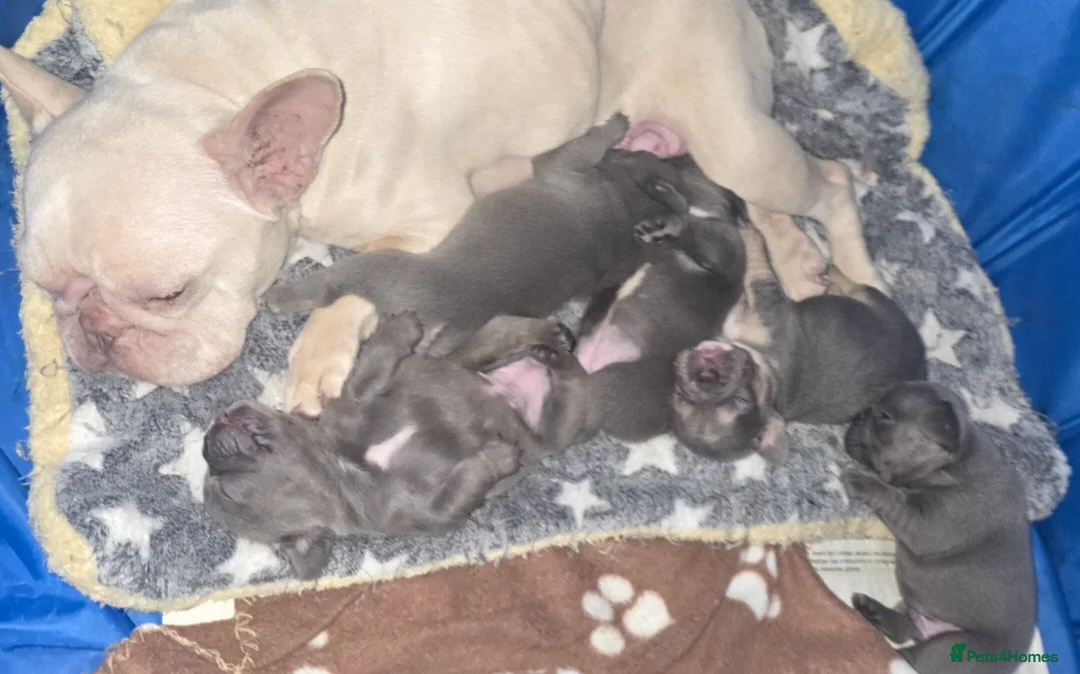 French Bulldog dogs for sale: Stunning Blue French Bulldog Puppies - Advert 22