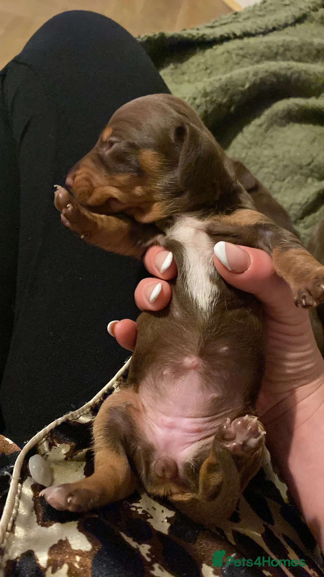 Dachshund dogs for sale: Dachshund  in Northallerton - Advert 6