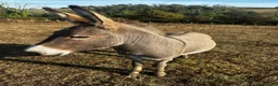 Donkey livestock for sale: Loving perfect marks 11.2hh 3yr intact male donkey - Advert 6