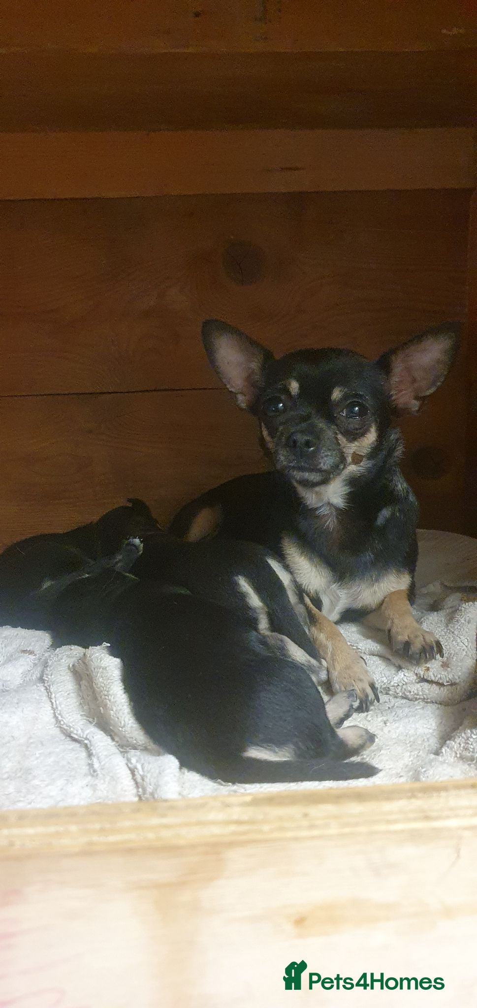 Chihuahua dogs Beautiful chihuahua puppies  - Advert 3