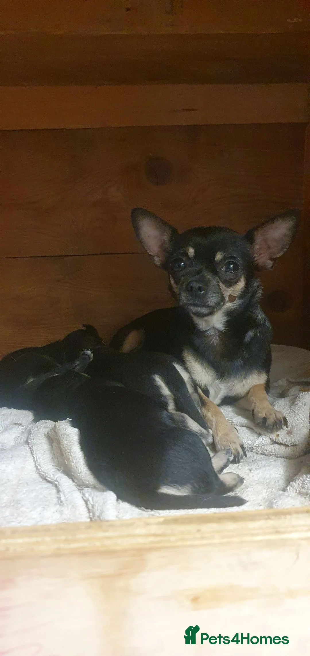 Chihuahua dogs for sale: Beautiful chihuahua puppies  - Advert 1