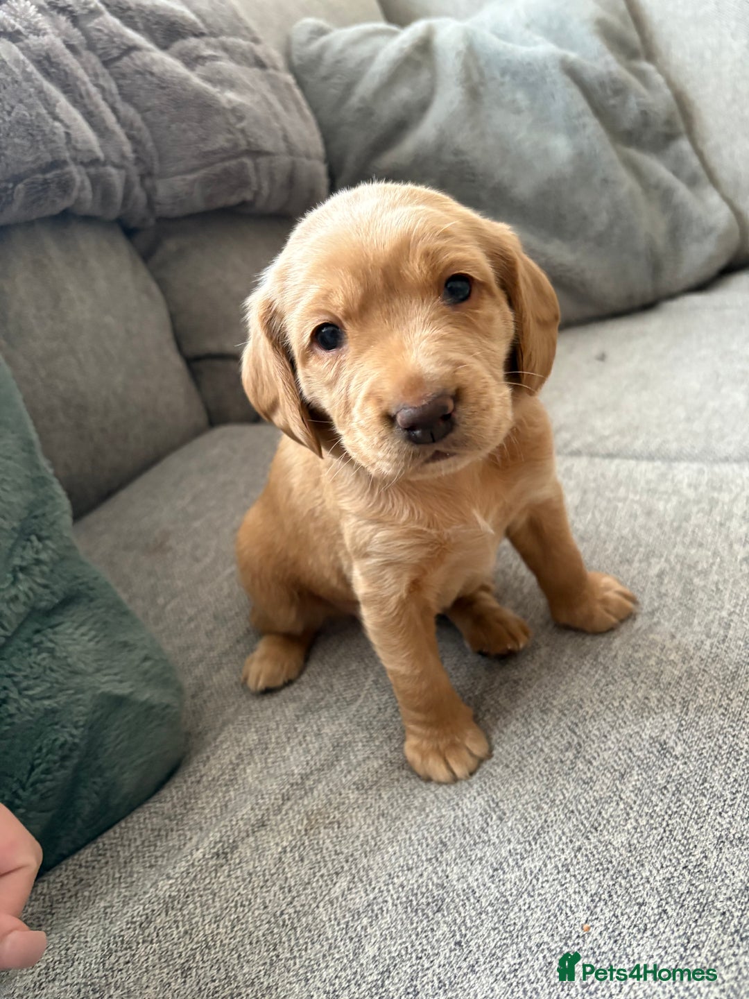 Labradoodle dogs for sale: Beautiful litter of 5 labradoodle puppies  - Image 6