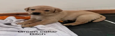 Green collar 