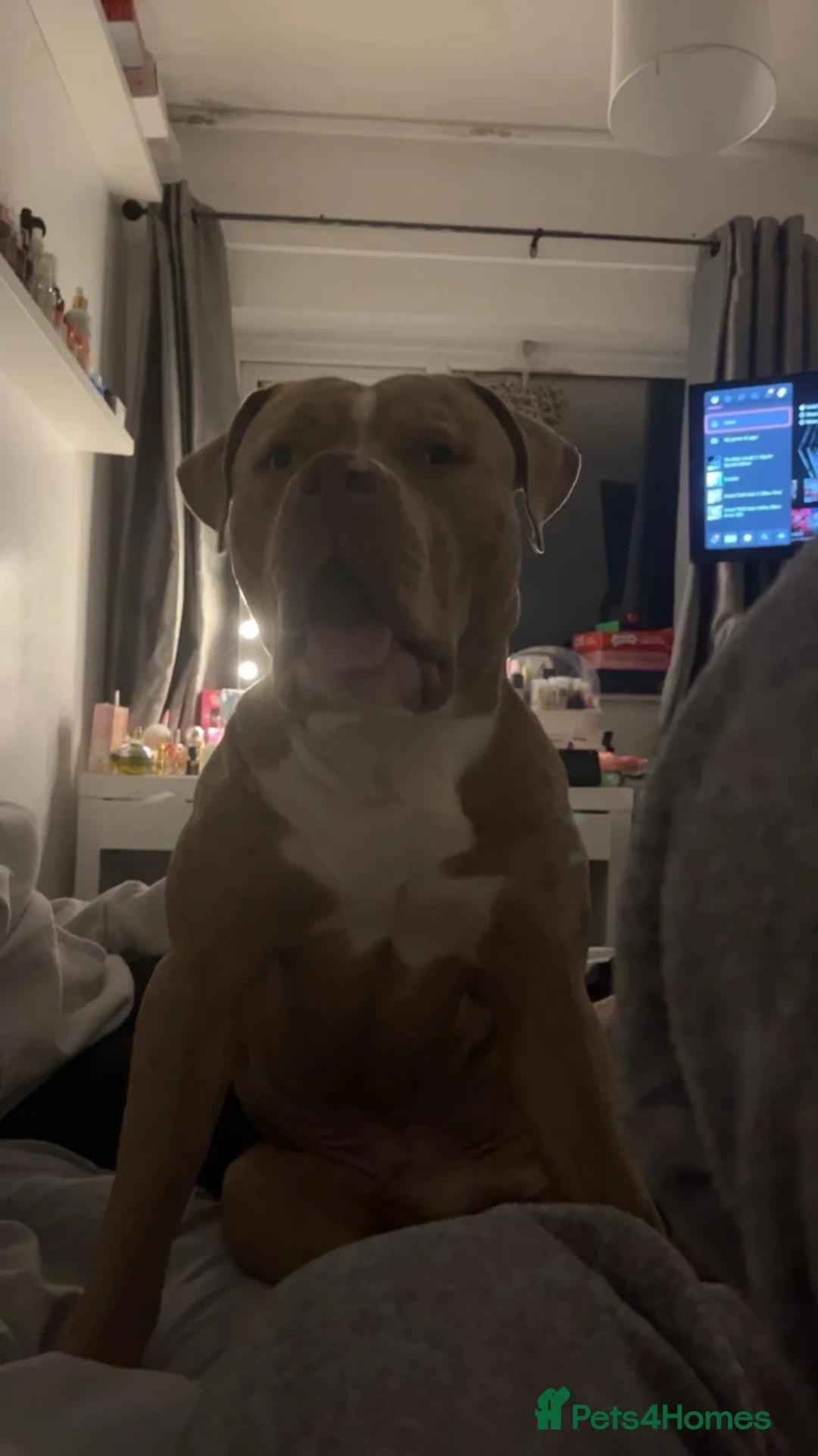 Mixed Breed dogs for sale: Mastiff x  - Advert 1
