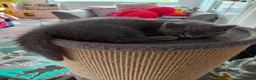 British Shorthair cats for sale: Pedigree Mixed Adorable Kittens  - Advert 6