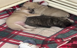 Frug dogs for sale: Beautiful baby Frug’s - Image 2