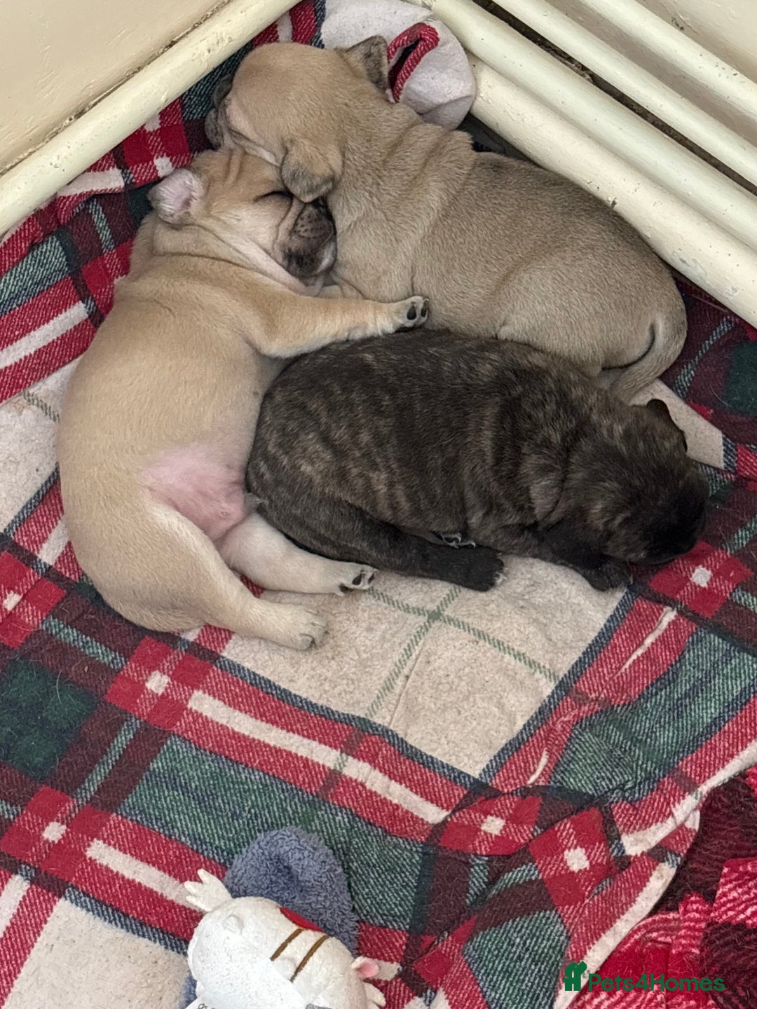 Frug dogs for sale: Beautiful baby Frug’s - Image 2
