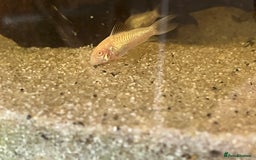 Corys fish for sale: Albino corys. Beautiful iridescent colour - Image 4
