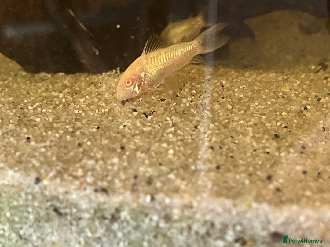 Corys fish for sale: Albino corys. Beautiful iridescent colour - Image 4