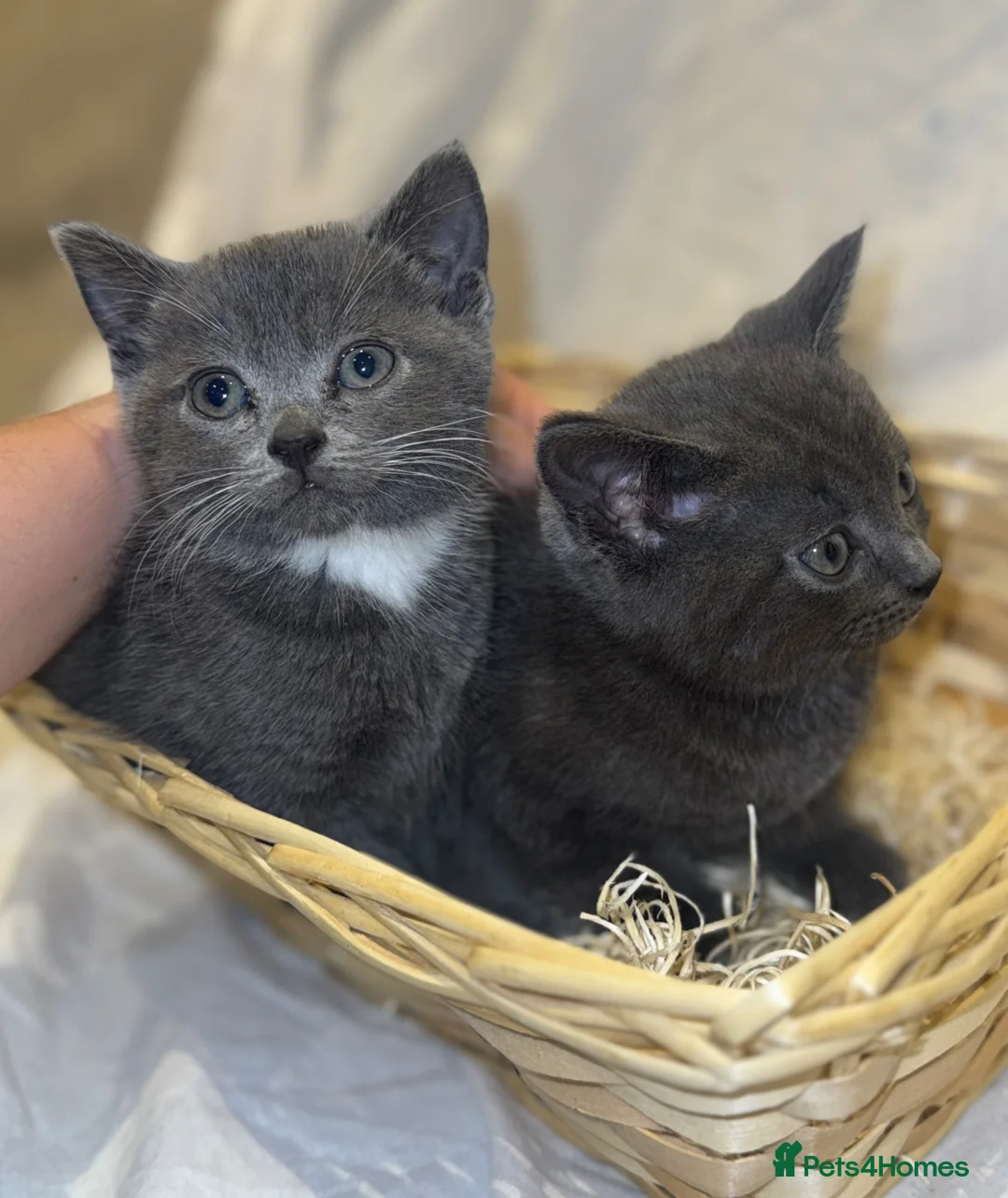 British Shorthair cats for sale: ‼️British shorthair kittens‼️ - Advert 2