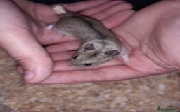 Hamster rodents for sale: Baby Chinese hamsters ready now  - Image 16