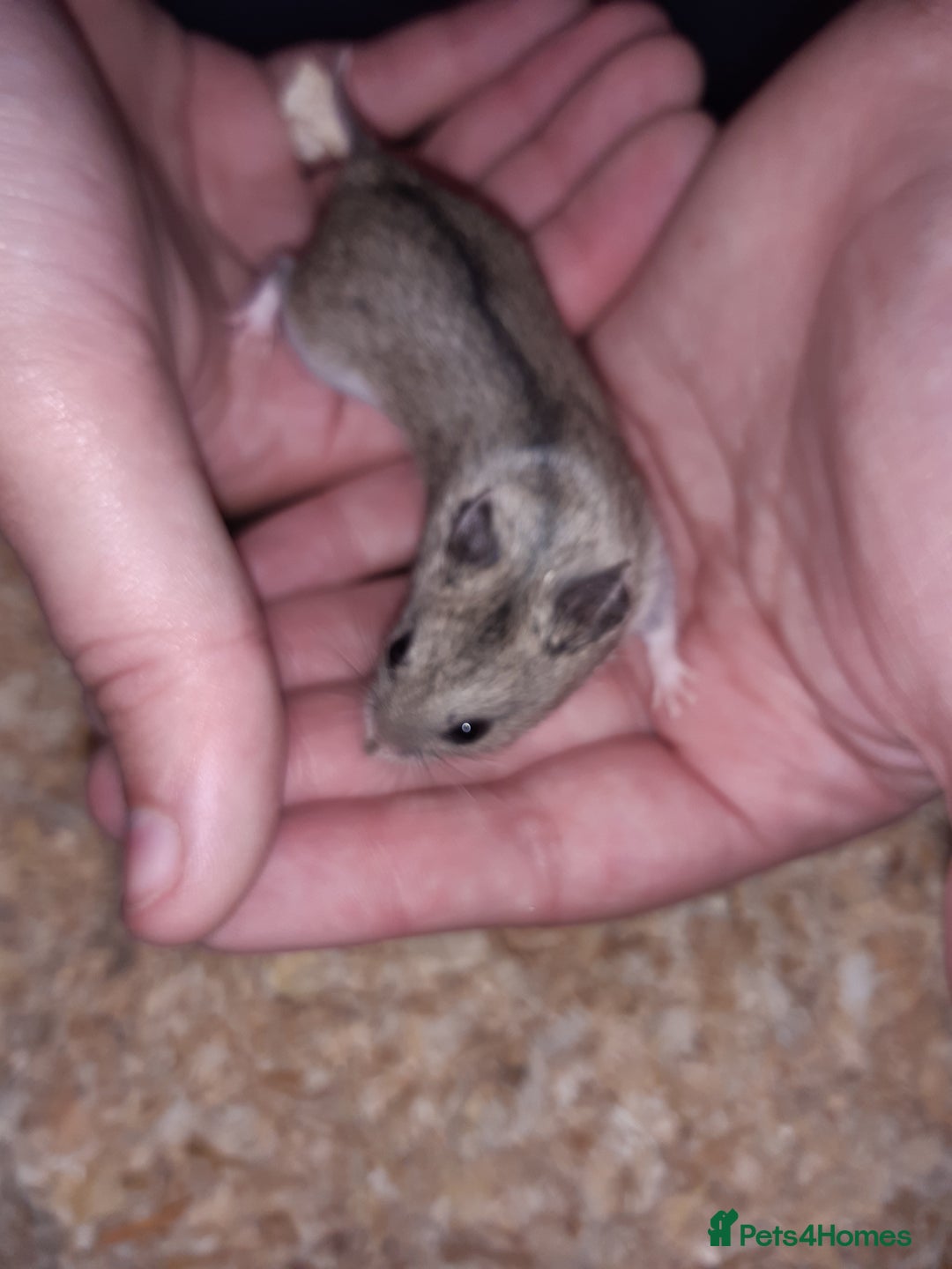 Hamster rodents for sale: Baby Chinese hamsters ready now  - Image 16