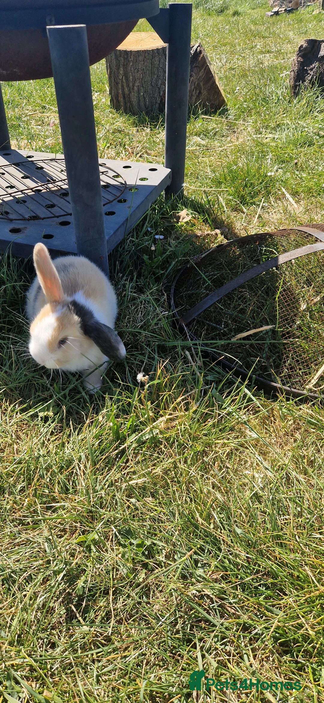 Mini Lop rabbits for sale: Litter trained Pure breed mini lops in Rochford - Advert 2