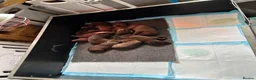 Labrador Retriever dogs for sale: KC Registered chocolate labrador puppies - Advert 4