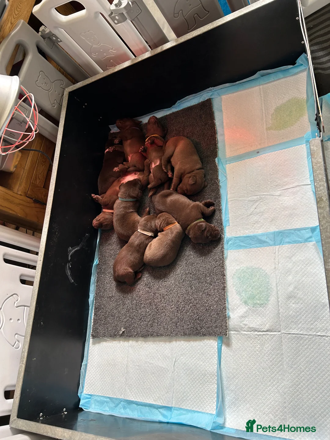 Labrador Retriever dogs for sale: KC Registered chocolate labrador puppies - Advert 4