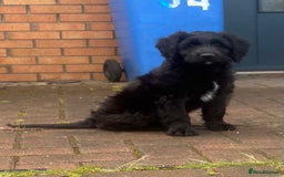 Labradoodle dogs for sale: Male labradoodle - Image 8