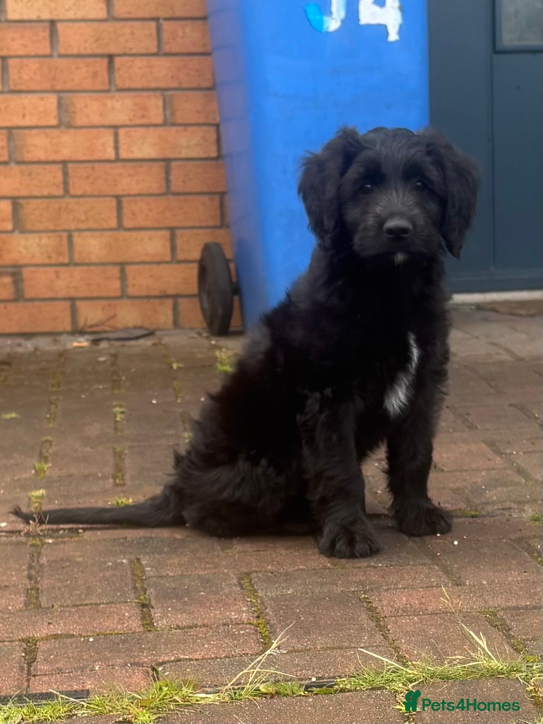 Labradoodle dogs for sale: Male labradoodle - Image 8