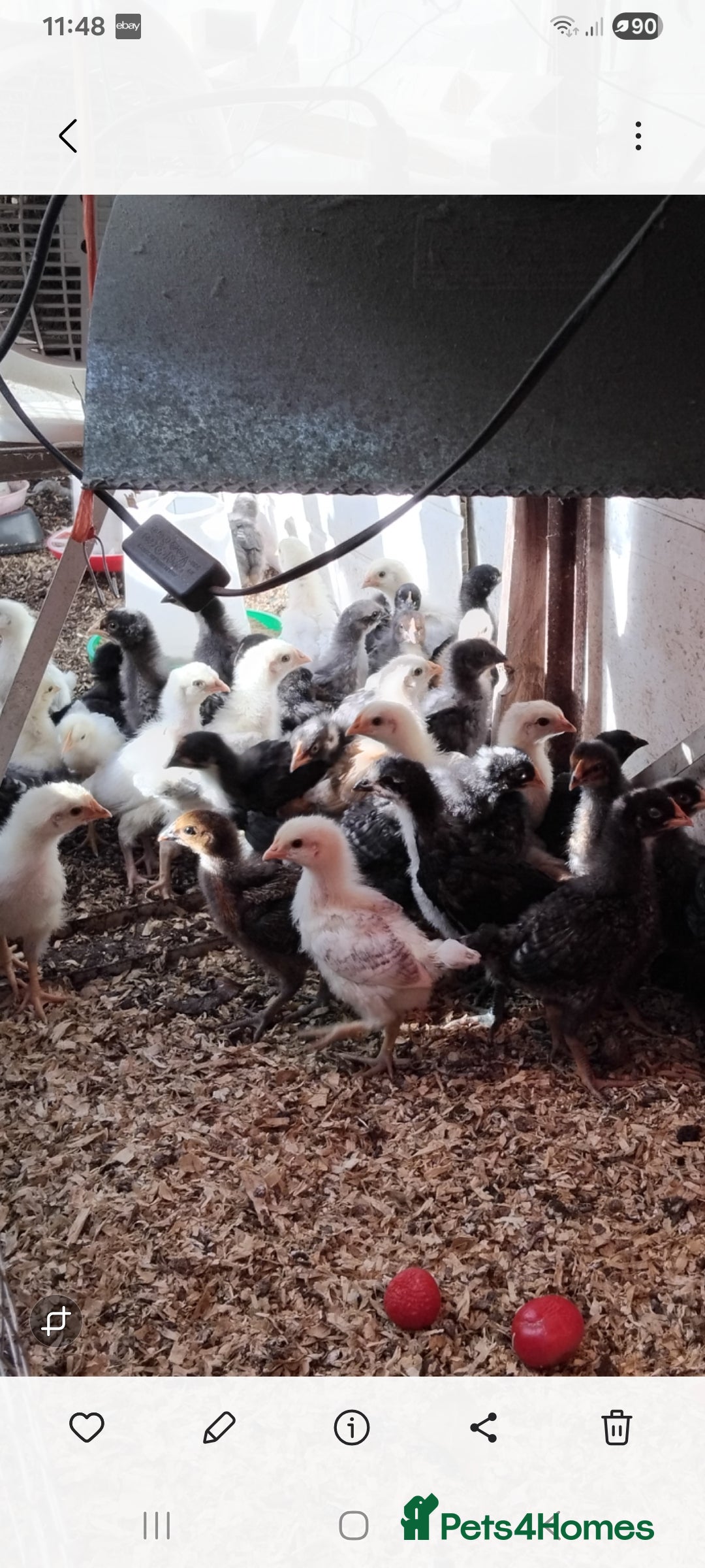 Chickens poultry for sale: Chicks - Image 2
