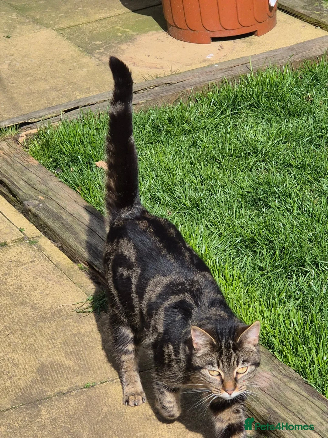 Mixed Breed cats for sale: Mother and Daughter  - Advert 2