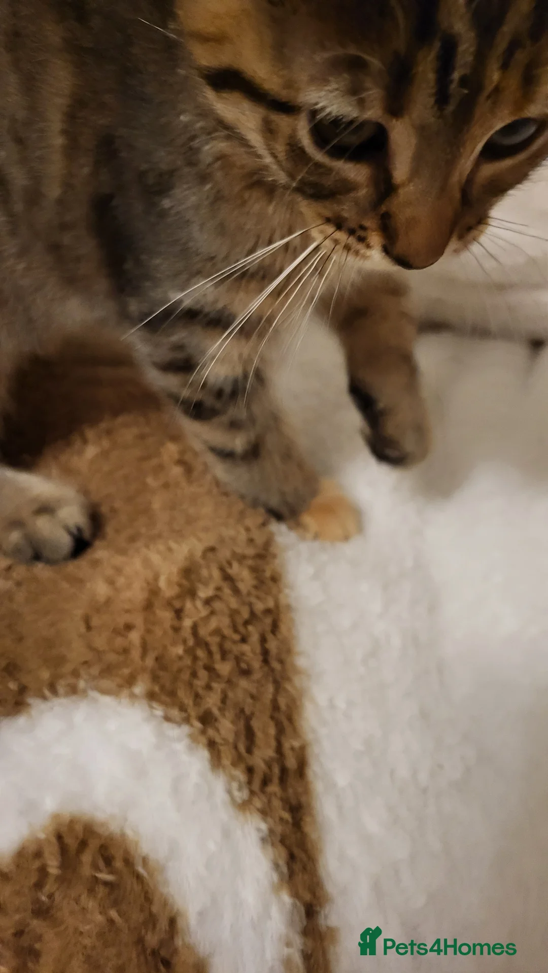 Mixed Breed cats for sale: Kittens READY NOW - Advert 32