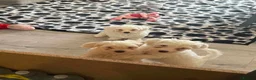 Bichon Frise dogs for sale: Puppies with blue eyes  in Norwich - Advert 14