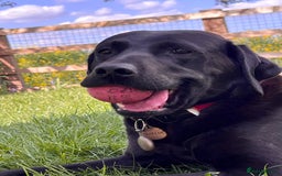 Labrador Retriever dogs for sale: Ready now from Plettenberg Labradors, KC Reg. - Image 12