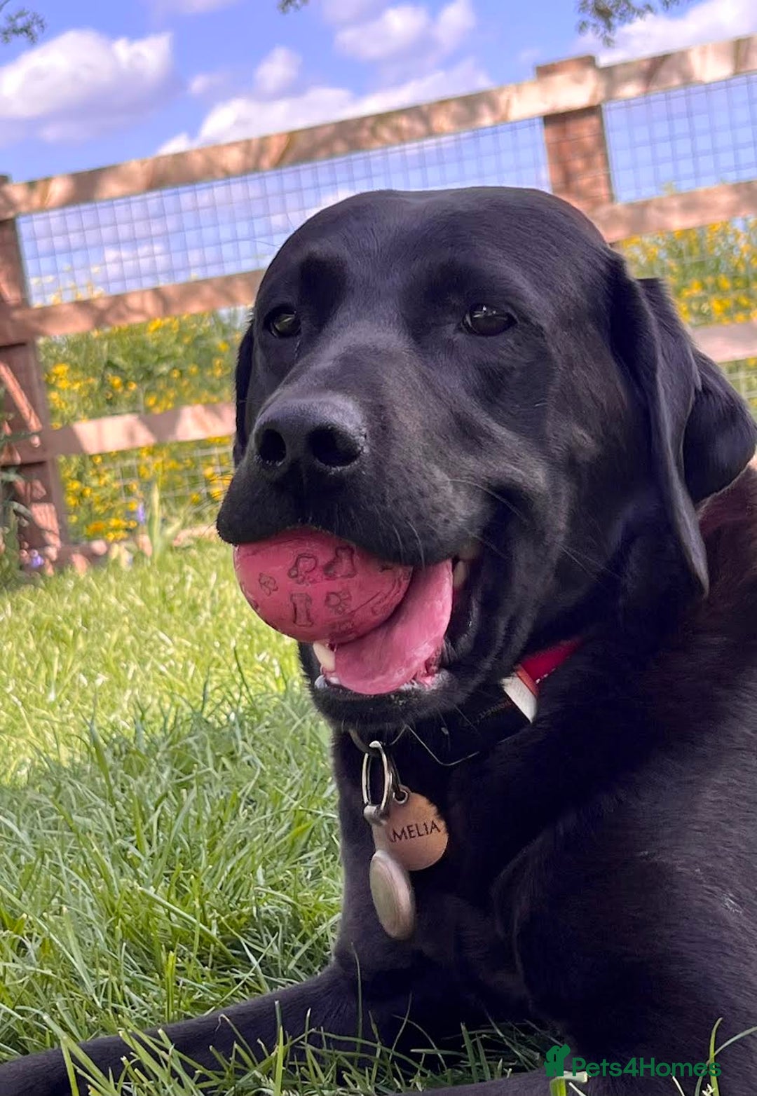 Labrador Retriever dogs for sale: Ready now from Plettenberg Labradors, KC Reg. - Image 12
