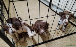 Welsh Collie dogs for sale: Tri colour Welsh collies  - Image 5
