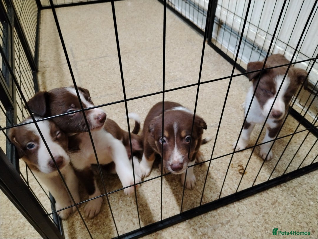 Welsh Collie dogs for sale: Tri colour Welsh collies  - Image 5