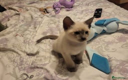 Snowshoe cats for sale: Rare Pedigree Snowshoe Kittens  - Image 26