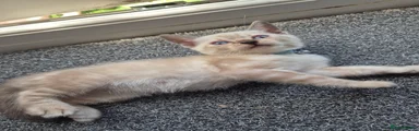 Male Kitten 4