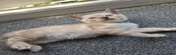 Mixed Breed cats for sale: Bengal Siamese mixed - Advert 14