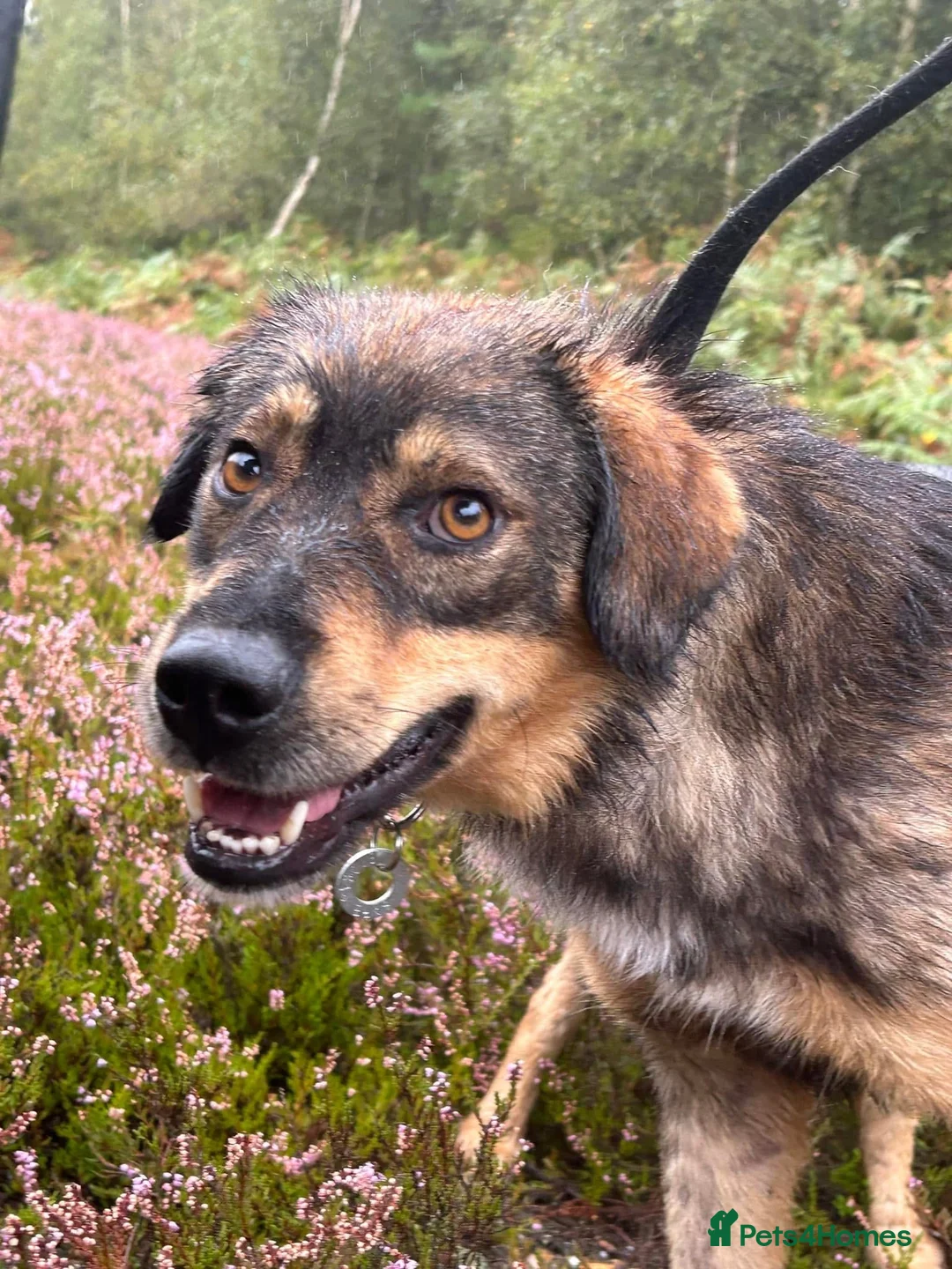 Mixed Breed dogs for adoption: Hovis - Norwich Norfolk  in Norwich - Advert 5