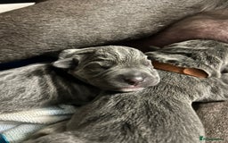 Cane Corso dogs for sale: Cane Corso Puppies  - Image 2