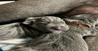 Cane Corso dogs - Advert 16